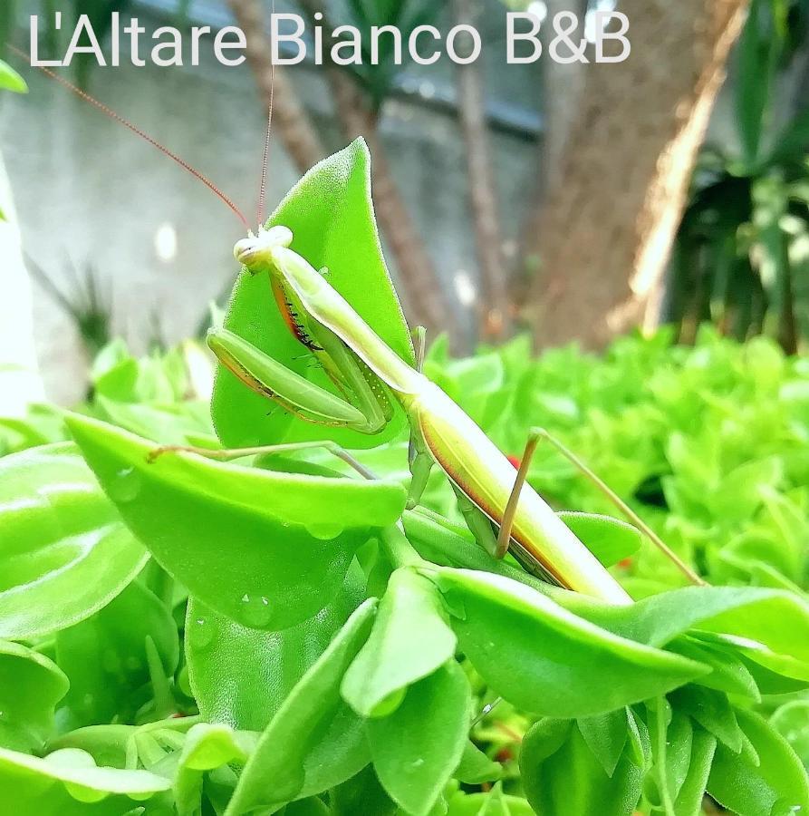 B&B L'Altare Bianco Vieste Bagian luar foto