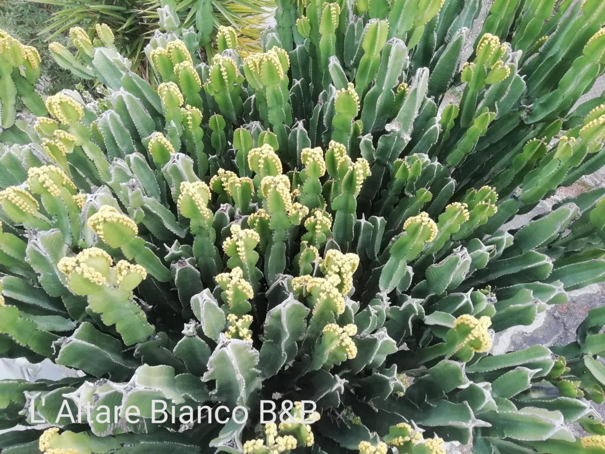 B&B L'Altare Bianco Vieste Bagian luar foto