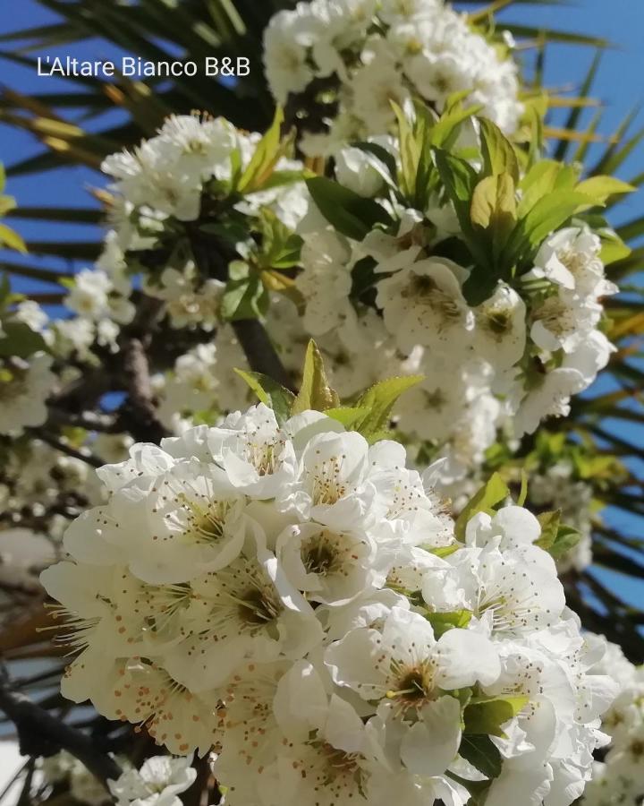 B&B L'Altare Bianco Vieste Bagian luar foto
